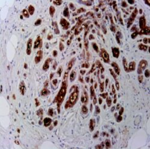 آنتی بادی PAX8  برند NOVOCELL