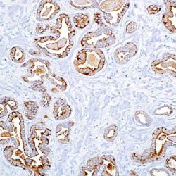 آنتی بادی SMA  برند NOVOCELL