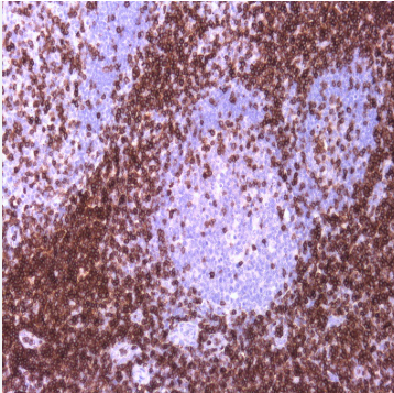 آنتی بادی CD3 برند NOVOCELL