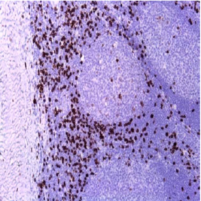 آنتی بادی CD8 برند NOVOCELL