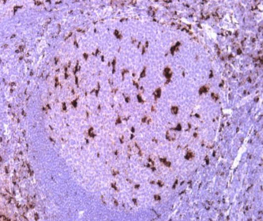 آنتی بادی CD68 برند NOVOCELL